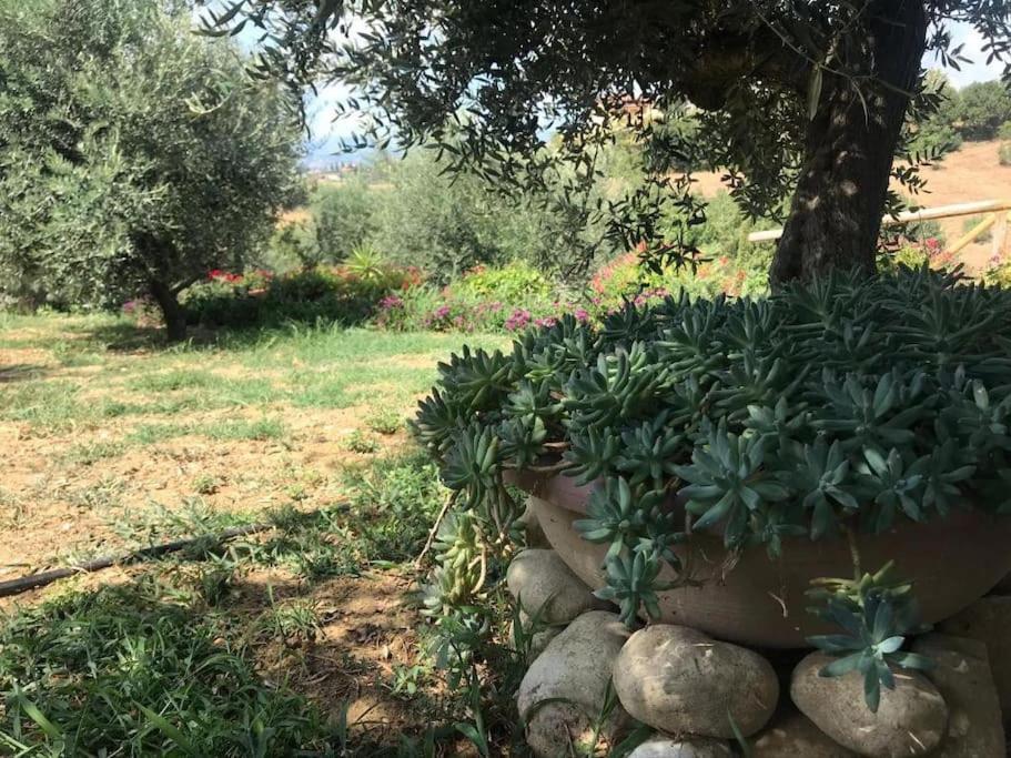 Appartamento Olivo Collecorvino Exterior foto